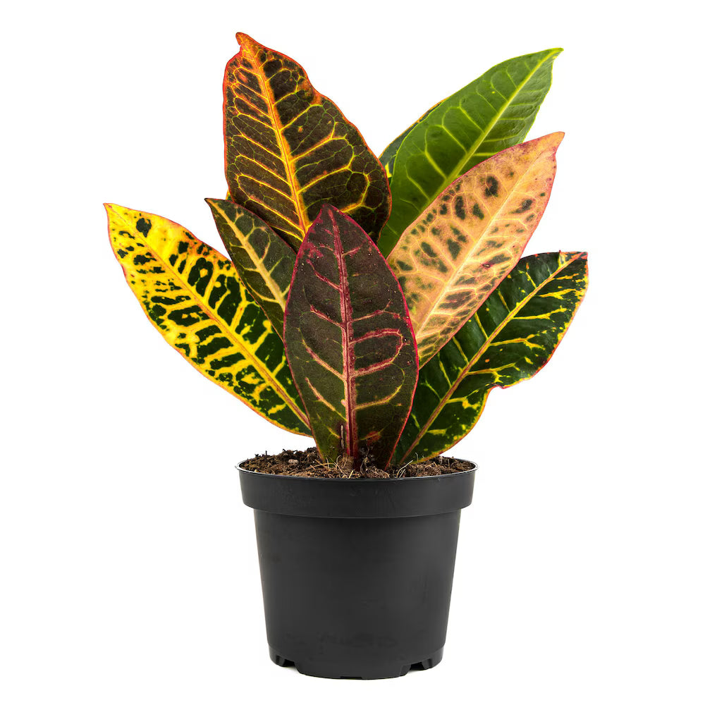 Morgan Creek Tropicals - 6" Croton Petra (Codiaeum Variegatum)