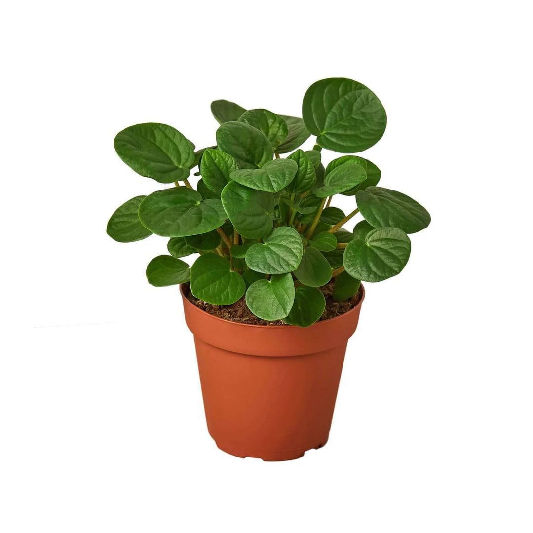 Morgan Creek Tropicals - 6" Peperomia Rana Verde-Peperomia
