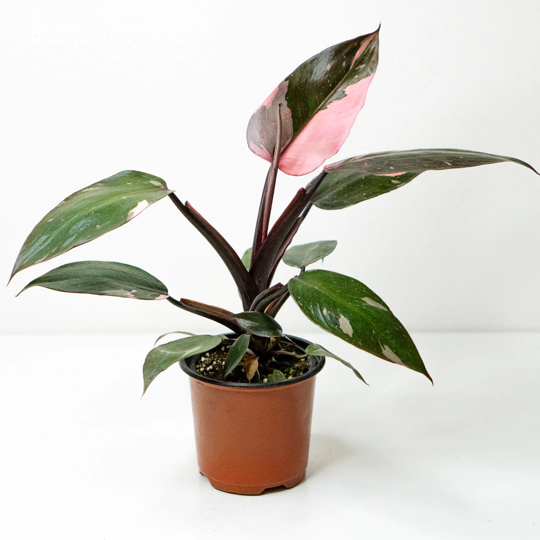 Morgan Creek Tropicals - 4" Inch Plant (Philodendron Pink Princess)