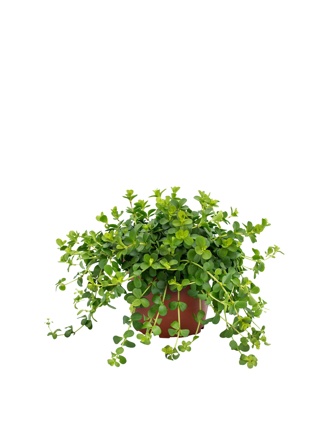 Morgan Creek Tropicals - 4" Peperomia Deppeana