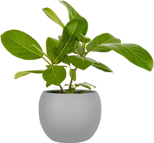 Morgan Creek Tropicals - 6" Ficus Audrey