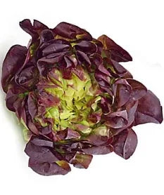 ARocha Farm - Red Butter Lettuce