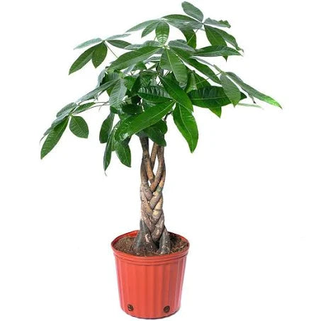 Morgan Creek Tropicals - 5" Pachira Braid Aquatica in Ceramic (Money Tree)