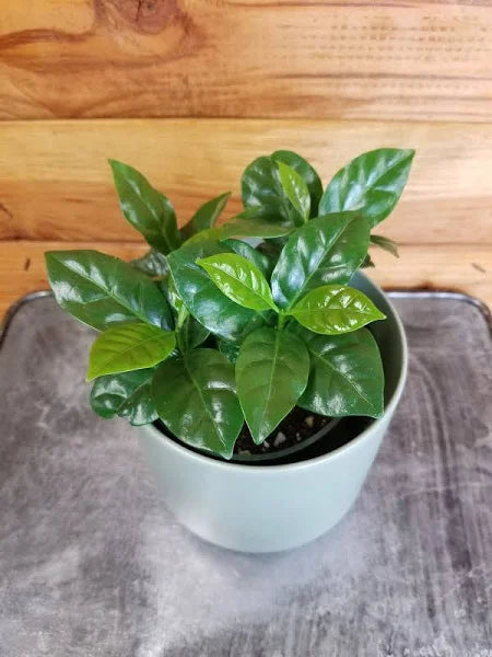 Morgan Creek Tropicals - 4" Arabica Coffee (Coffea)