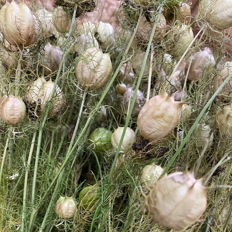 Wilde Wunder Gardens - Dried Flowers and Grasses