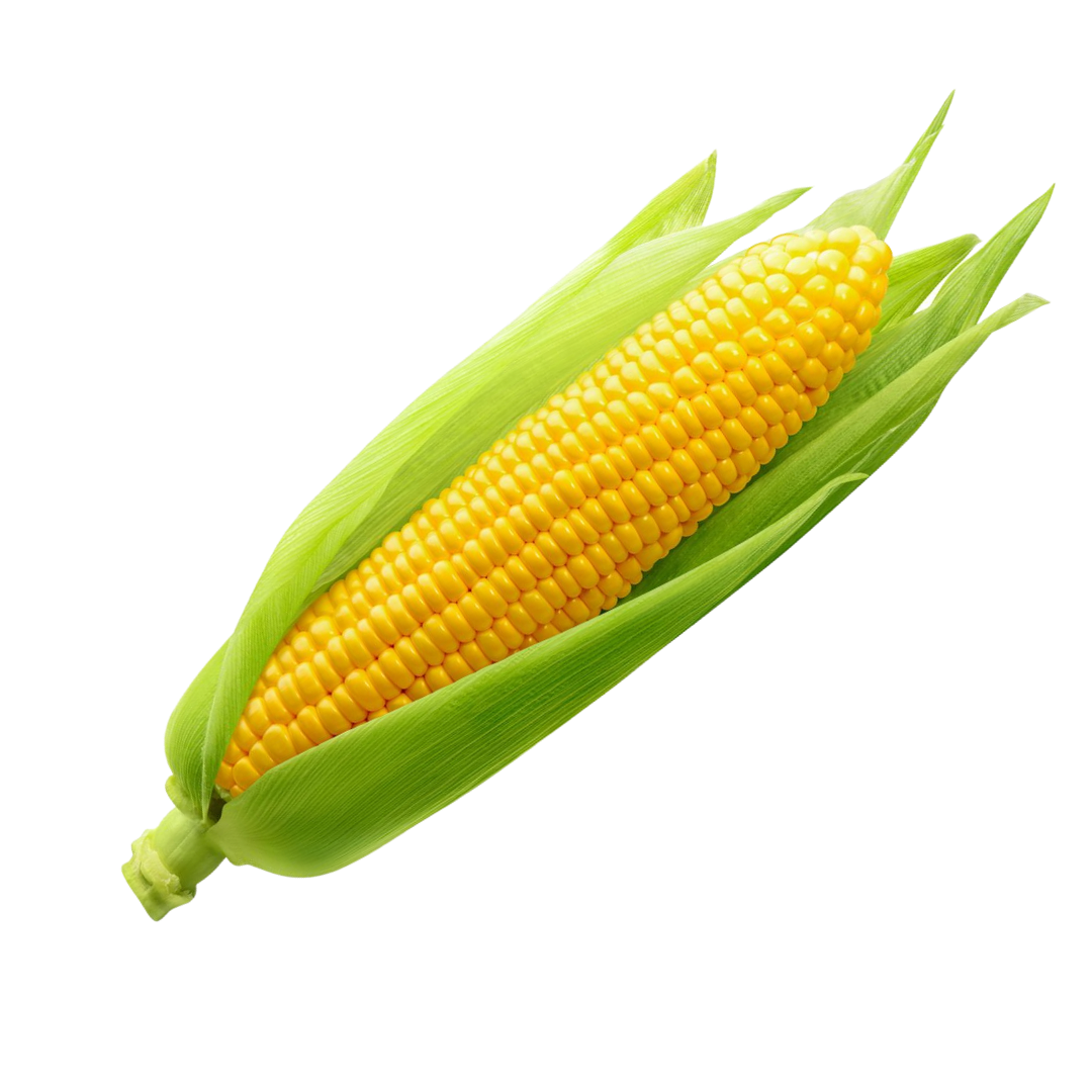 Lepp Farm - BC Grown Corn (each)