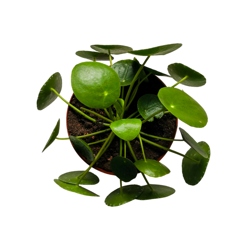 Morgan Creek Tropicals - 8" Pilea Peperomioides (Chinese Money Plant)