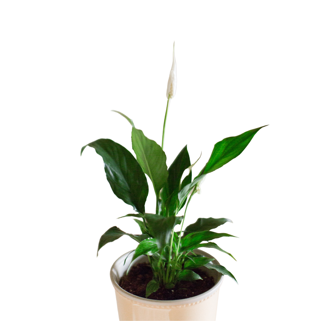 Morgan Creek Tropicals - 4" Peace Lily (Spathiphyllum Hybrid)