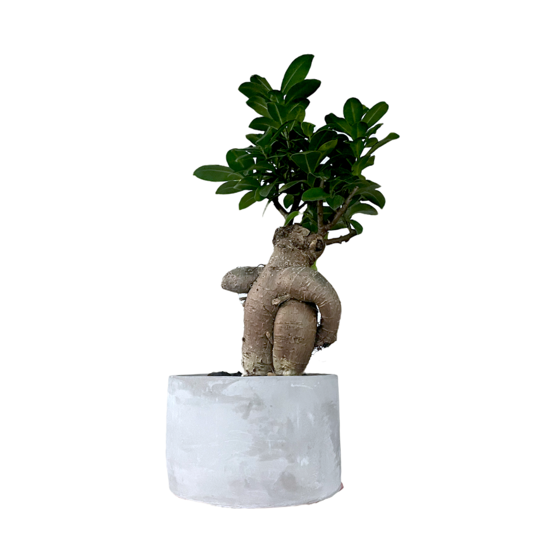 Morgan Creek Tropicals - 5" Ficus Bonsai (Ficus Microcarpa)